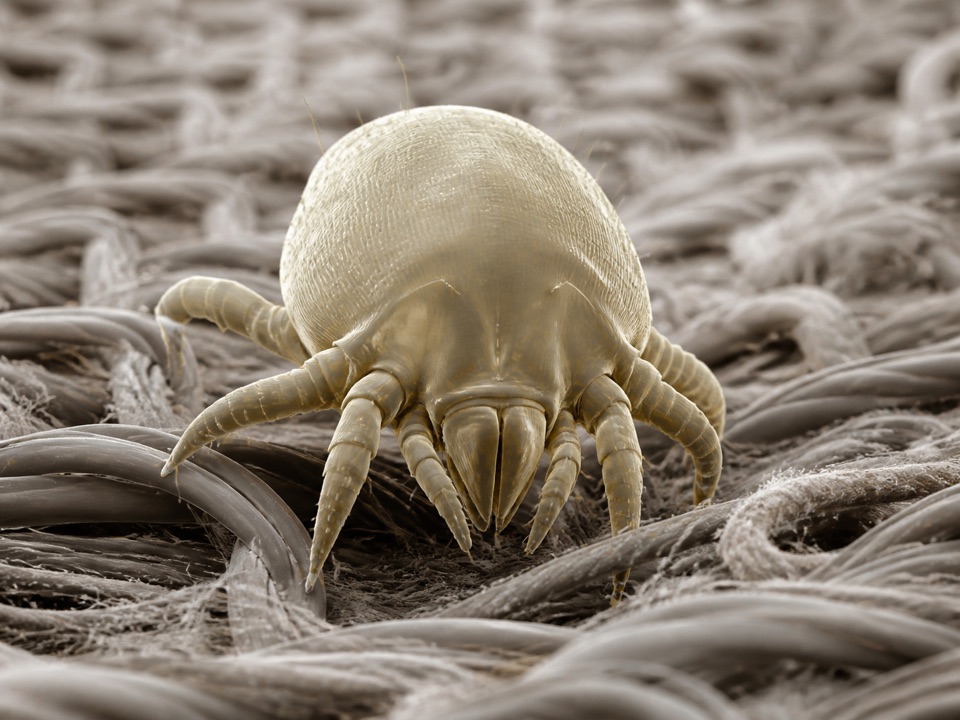 Reprezentare macro a acarienilor de praf pe fibre textile
